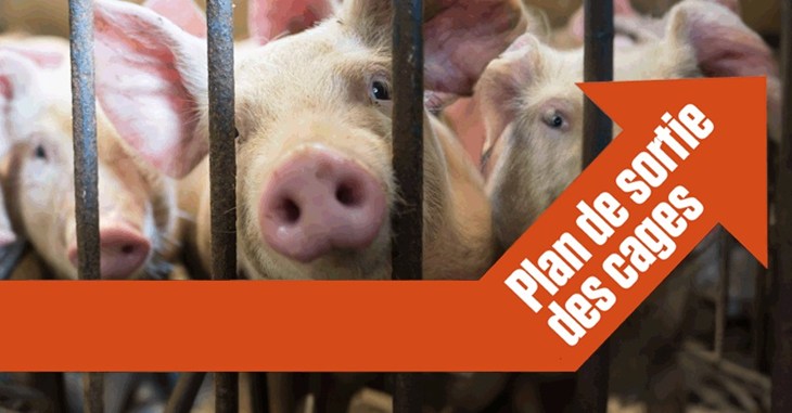 cochons en cage avec une flèche rouge où il est écrit plan de sortie