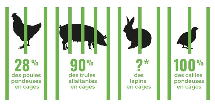 Pourcentages des animaux en cage en France