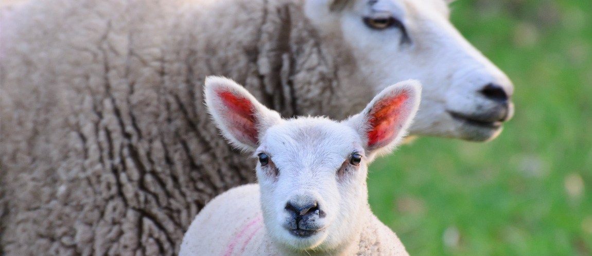 Sweet lamb looking at the camera, with a mother and field behind