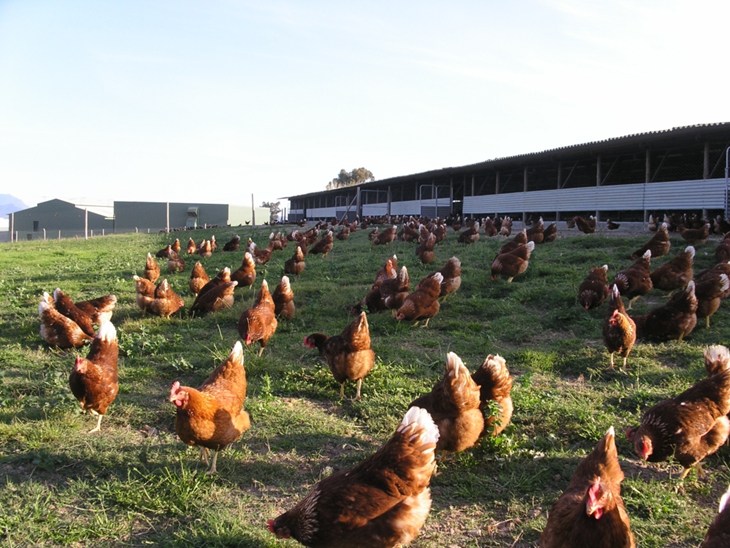 Poules pondeuses sur un parcours enherbé