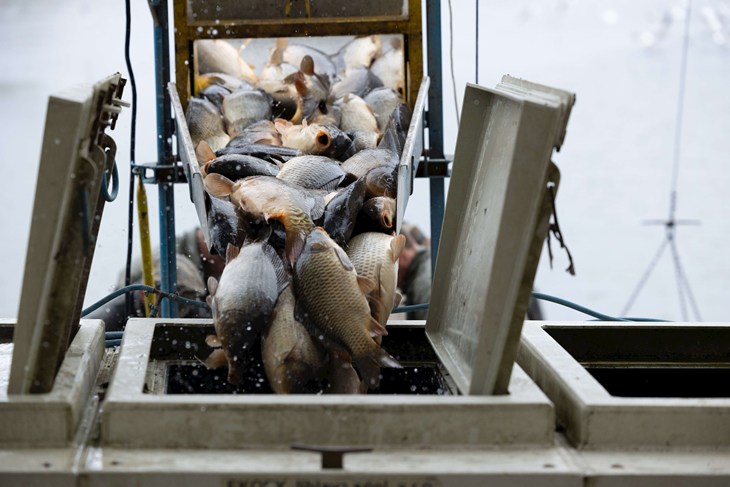 Les carpes sont déchargées d'un conteneur de transport dans une boîte en plastique sans eau avant d'être vendues vivantes aux clients (Tchécoslovaquie, 2024).