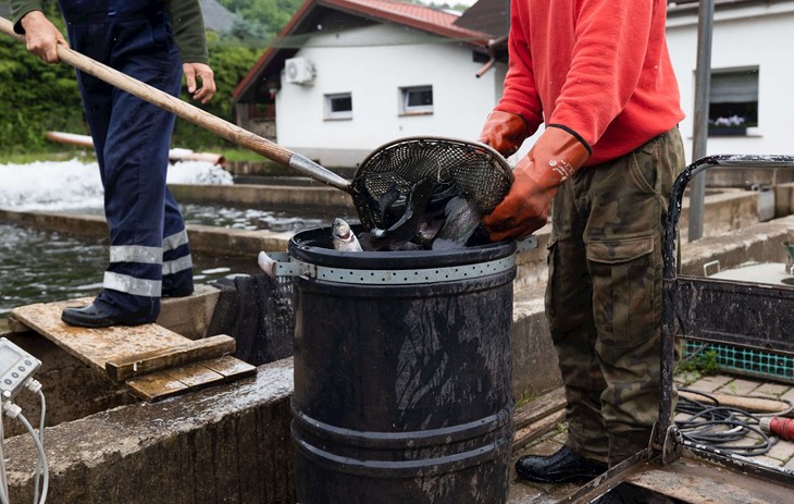 Deux personnes sortent des poissons d'un étang pour les mettre dans un seau rempli de poissons, à l'aide d'une épuisette.