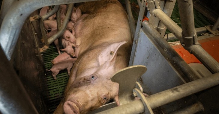 Truie avec ses porcelets en cage