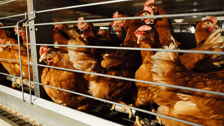 Poules pondeuses en cage