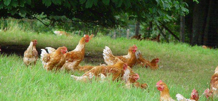 Poulets plein air