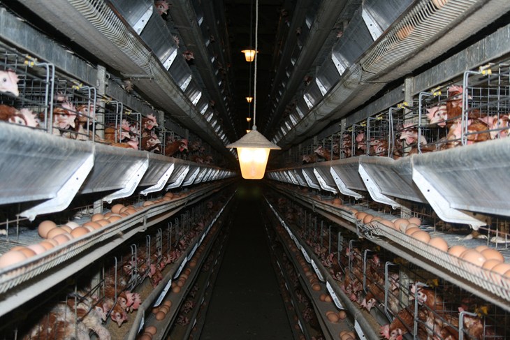 Poules en élevage intensif