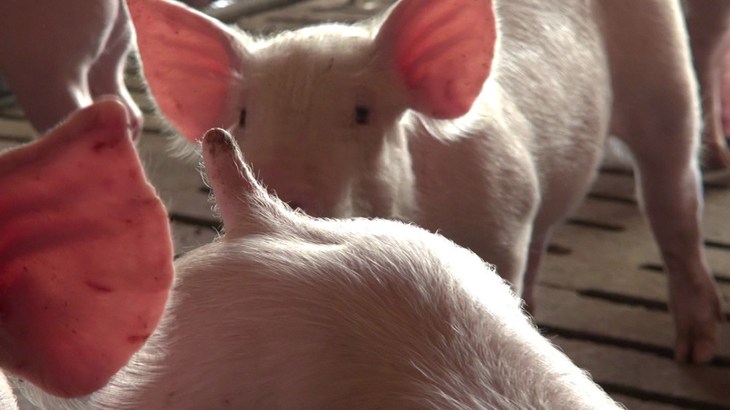 Painful Tail Docking Is A Routine Practice On Spanish Pig Farms