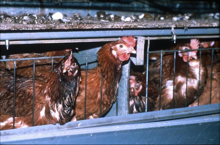 Les poules brunes avec des plumes perdent la tête en passant à travers les barreaux d'une cage.