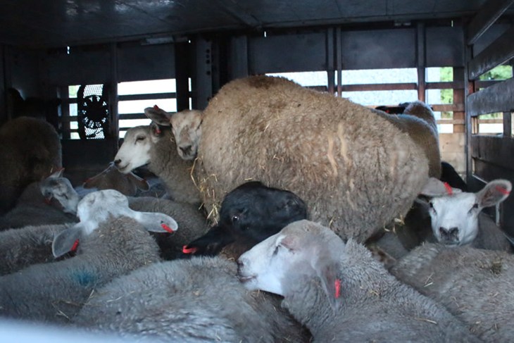Crowded transport - sheep