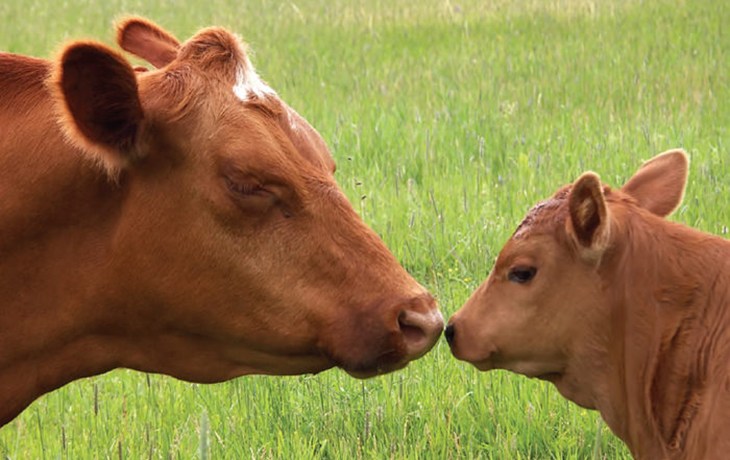 Cow and Calf.jpg