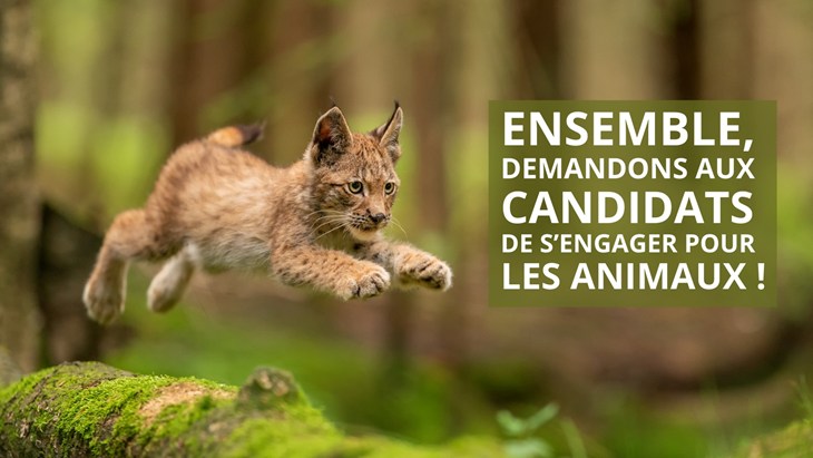 Engagement Animaux 2022 "Ensemble demandons aux candidats de s'engager pour les animaux"