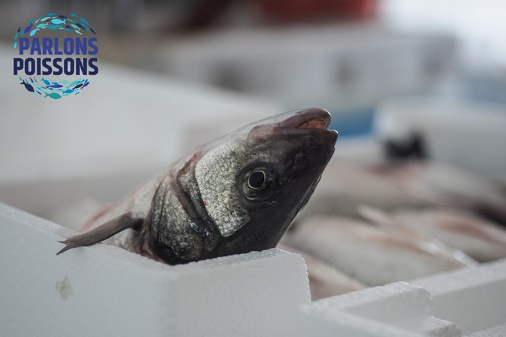 Loup de mer encore en vie dans un bac avec des glaçons